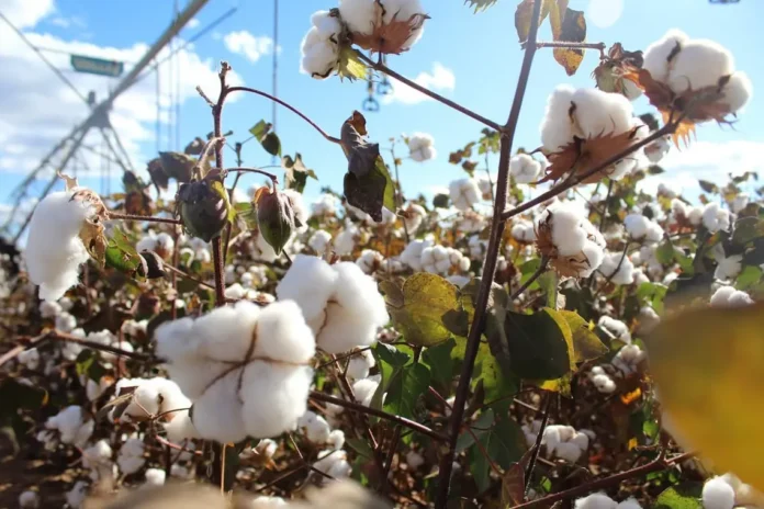 Prefeitura de Campo Alegre de Goiás GO: 17 Vagas em Concursos 2026!